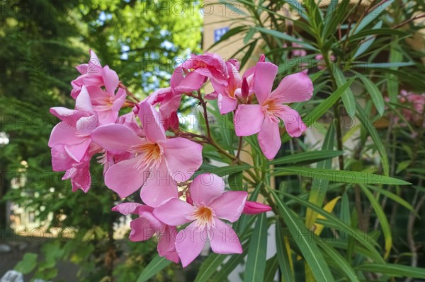 Oleander (Nerium oleander), rose laurel, large pink flowers, poisonous dogs, plants, gardens,