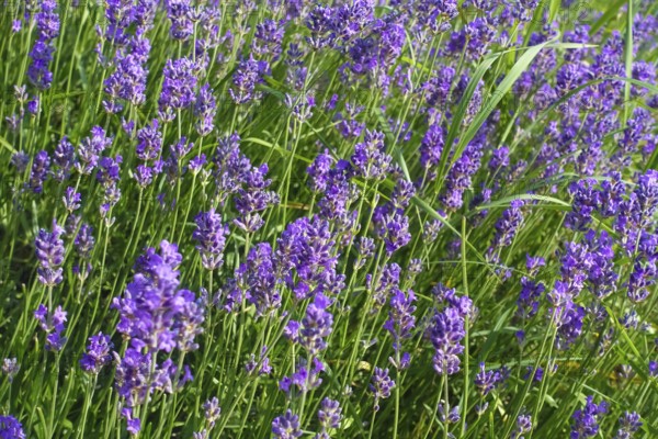 Lavender (Lavandula angustifolia), narrow-leaved lavender, ornamental plant, medicinal plant,