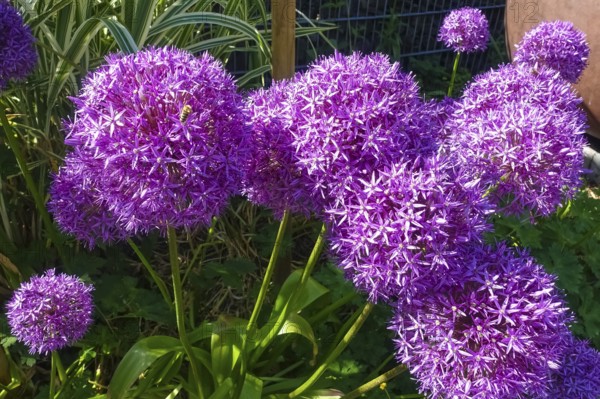 Leeks (Allium), ornamental garlic, large beautiful flowers, purple globes, flowers, plants,