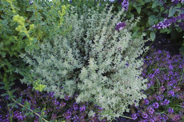 Thyme (thymus), thyme, various types of thyme, right shrub basil (Ocimum basilicum) with purple
