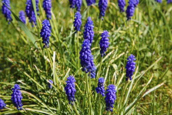 Grape hyacinths (Muscari), spring bloomers, purple blossoms, flowers, plants, gardens, Germany