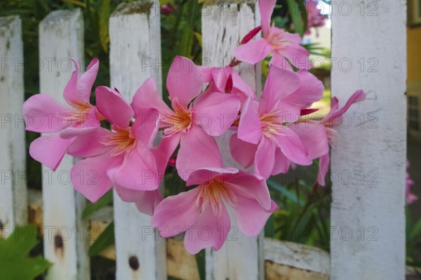 Oleander (Nerium oleander), rose laurel, large pink flowers, poisonous dog plants, gardens, white