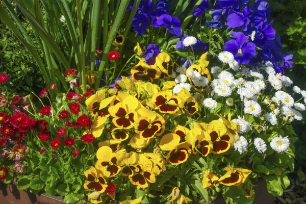 Pansies, violets (viola), yellow and purple flowers, double daisies (Bellis perennis), thousand