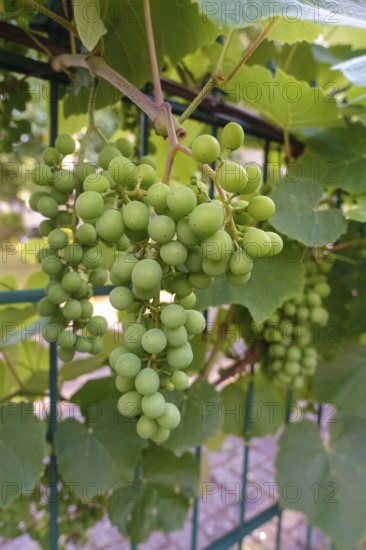 Green grapes, grapevines (Vitis), fruits, leaves, plants, gardens, Germany