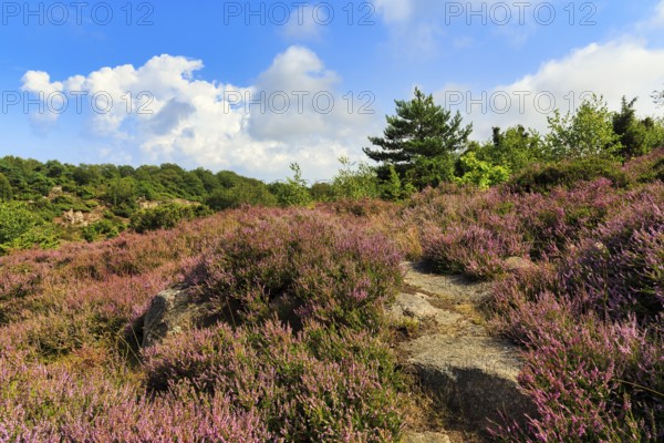 Blooming heather, heather (broom heath, Calluna vulgaris), typical landscape, spring clouds,