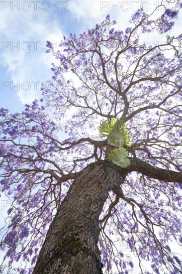 Beautiful rosewood tree (Jacaranda mimosifolia) in full bloom with magical purple-blue flowers. A