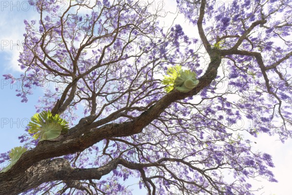 Beautiful rosewood tree (Jacaranda mimosifolia) in full bloom with magical purple-blue flowers. A