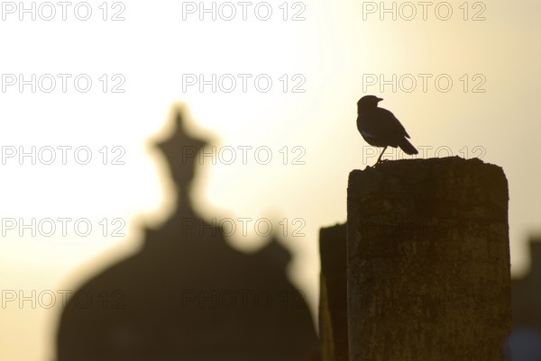 A bird sits on a post with Chhatri in the soft light of sunrise, Palace Hotel Devigarh, Delwara
