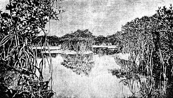 African mangrove forest at low tide, tides make roots visible, swampy coast in the tropics, travel