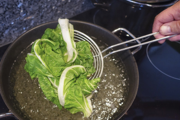 Swabian cuisine, preparation of crab frogs, blanching chard, boiling water, cooking pot, stove,