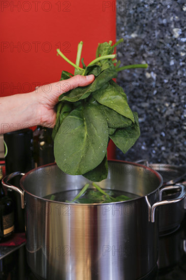 Southern German cuisine, preparing polenta spinach roulade, cooking spinach, vegetables, cooking