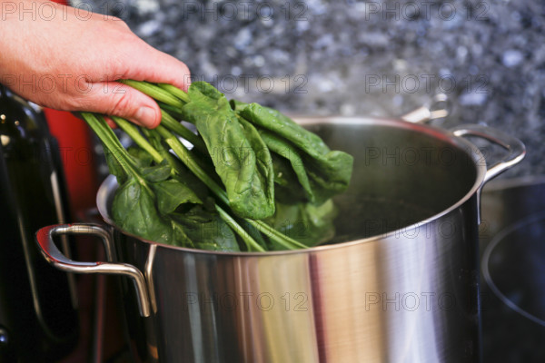 Southern German cuisine, preparing polenta spinach roulade, cooking spinach, vegetables, cooking