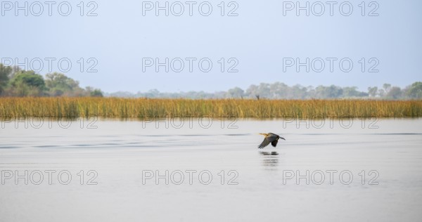 Africa snake-necked bird (Anhinga rufa) flying by the river, Thamalakane River, Okavango Delta,