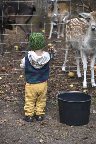 Young boy throws chestnuts into the dam deer (Dama dama) game reserve, Mecklenburg-Western