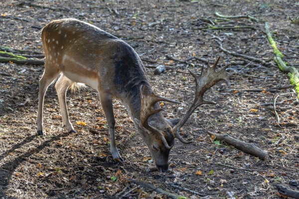 Fallow deer (Dama dama) in an outdoor enclosure in the forest, Mecklenburg-Western Pomerania,