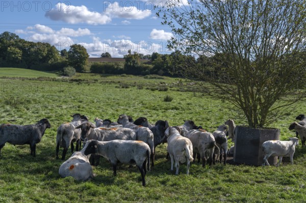 Various sheep breeds (Ovis gmelini) Rough-wooled country sheep, grey-horned heather and