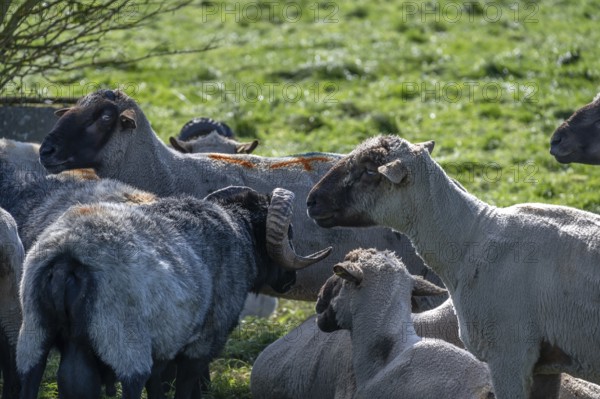 Different sheep breeds (Ovis gmelini) a grey-horned heather and on the left black-headed sheep in