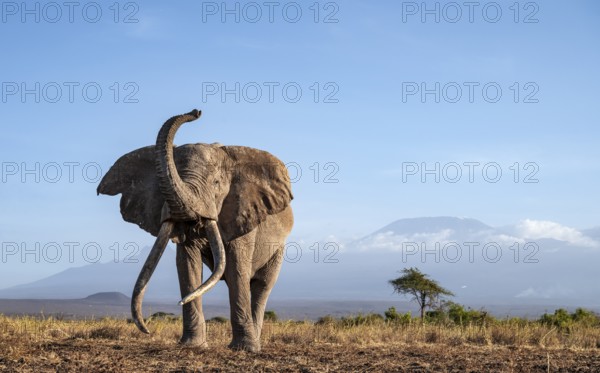 African elephant (Loxodonta africana) with raised trunk, in picturesque landscape with the summit