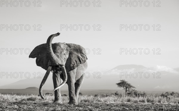 Black and white, African elephant (Loxodonta africana) with raised trunk, in picturesque landscape