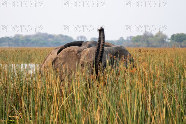 African elephant (Loxodonta africana), elephants on the riverbank between river grass, Thamalakane