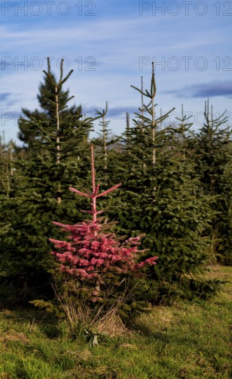 Protest action, protest against Christmas tree sales, Christmas tree, fir tree in plantation, was