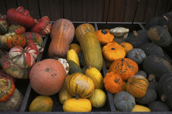 Various types of pumpkins are available for sale, sales stand, market, Stuttgart,