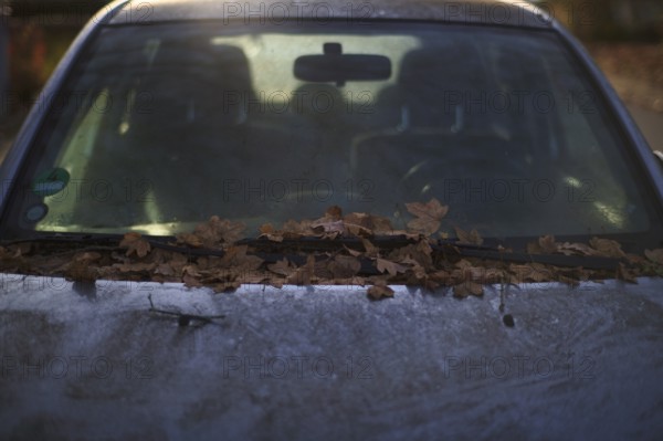 Windshield, car, vehicle, is full of leaves, autumn leaves, autumn, Stuttgart, Baden-Württemberg,