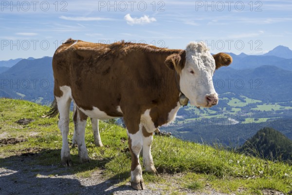 Cow standing in the Brauneck meadow, Bavarian Prealps, Isarwinkel, Lenggries, Upper Bavaria,