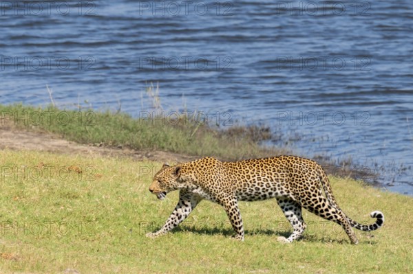 Leopard (Panthera pardus), Ihaha, Chobe National Park National Park, Botswana