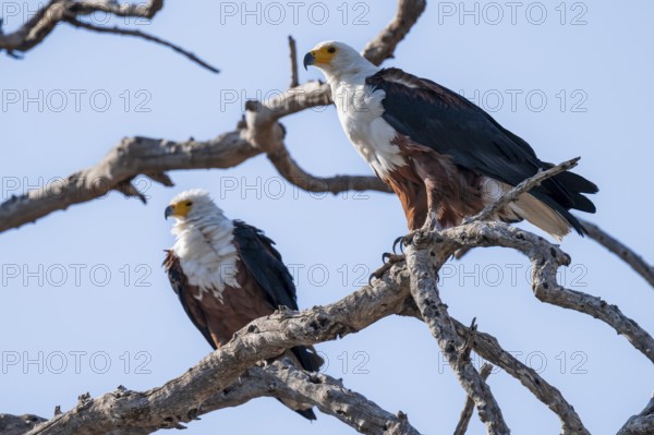 Two spotted eagles (Icthyophaga vocifer) sitting on dry tree, Ihaha, Chobe National Park National