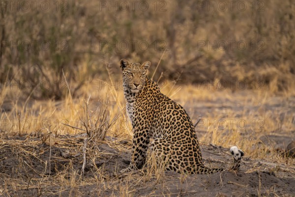 Female, leopard (Panthera pardus) sitting, dry grass, Savuti, Chobe National Park National Park,