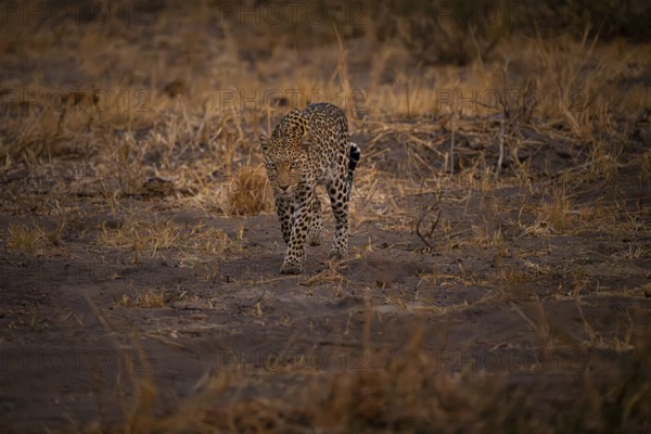 Female, leopard (Panthera pardus) snorting, dry grass, Savuti, Chobe National Park National Park,