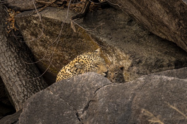 Female with young animal, leopard (Panthera pardus), Savuti, Chobe National Park National Park,