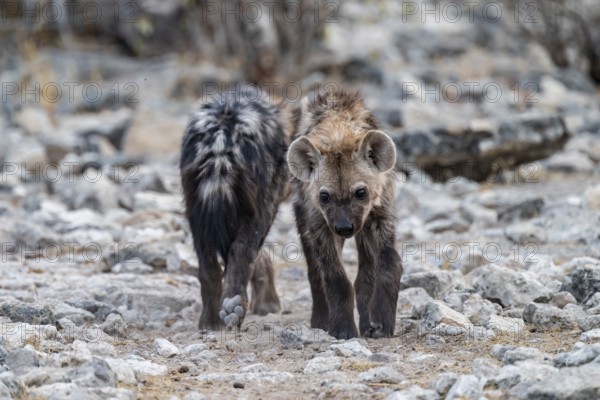 Spotted hyena or spotted hyena (Crocuta crocuta), two young animals, Etosha National Park, Namibia