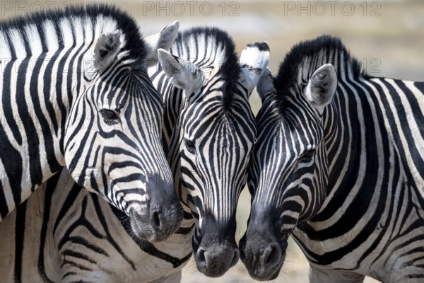 Burchell's zebra (Equus quagga burchellii), animal portrait, three cuddles, Etosha National Park,