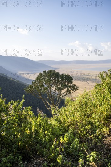 View from the crater rim over Ngorongoro Crater, candelabra tree (Euphorbia candelabrum), in the