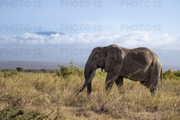 African elephant (Loxodonta africana) in picturesque landscape with the summit of Mount