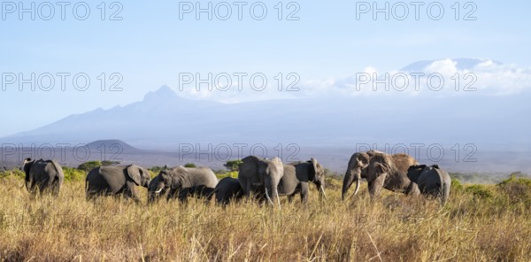 Group of elephants with young animals, African elephants (Loxodonta africana) in picturesque