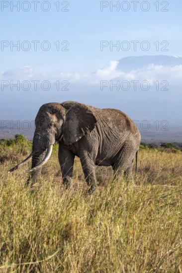 African elephant (Loxodonta africana) in picturesque landscape with the summit of Mount