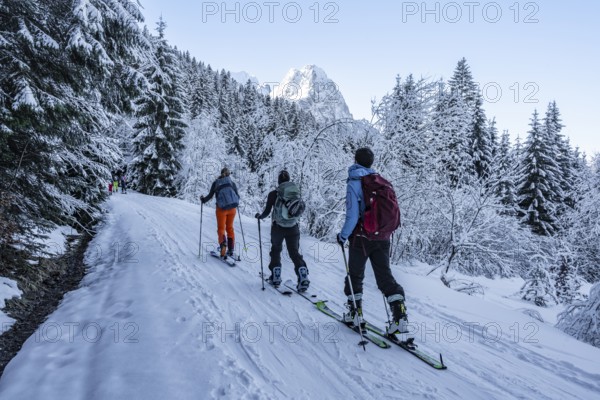 Ski tourers climbing to Längenfelderkopf, view of snow-covered forest and Waxenstein summit, in