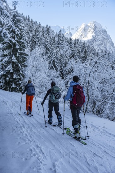 Ski tourers climbing to Längenfelderkopf, view of snow-covered forest and Waxenstein summit, in