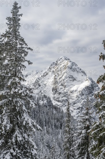 View of snowy forest and Waxenstein summit, in winter, Wetterstein Mountains,