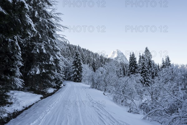 View of hiking trail in snowy forest and Waxenstein summit, in winter, Wetterstein Mountains,