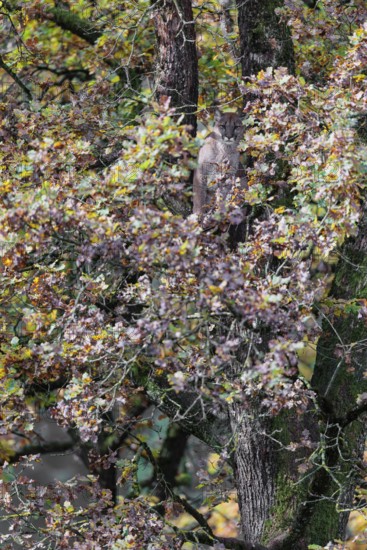 A female cougar (Puma concolor) rests hidden by leaves on a big branch high up in an oak tree. W