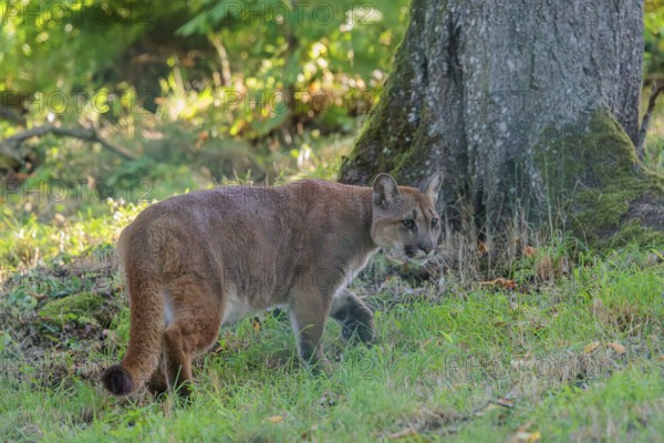 A male cougar (Puma concolor) runs through tall grass in a forest. W USA, S Canada, Central and