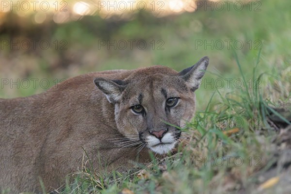 A male cougar (Puma concolor) crouches in tall grass in a forest. Western USA, southern Canada,