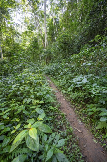 Hiking trail through dense vegetation in tropical rainforest, Amani Nature Forest Reserve, Tanga,