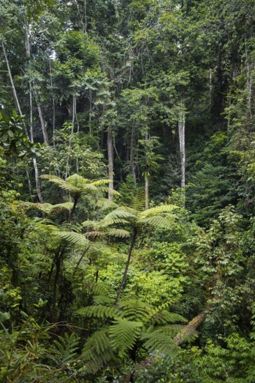 Tree ferns among dense vegetation in tropical rainforest, Amani Nature Forest Reserve, Tanga,