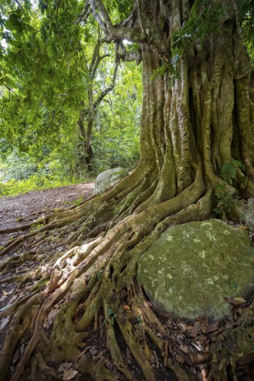 The roots of a fig tree surround a rock, tropical rainforest, Amani Nature Forest Reserve, Tanga,
