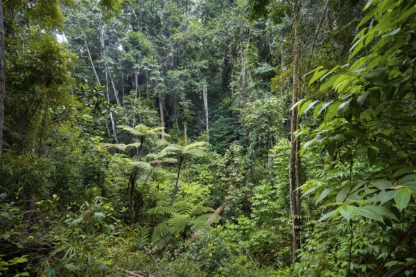 Tree ferns among dense vegetation in tropical rainforest, Amani Nature Forest Reserve, Tanga,